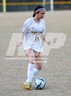 Photo from the gallery "Pine Forest @ Westover"
