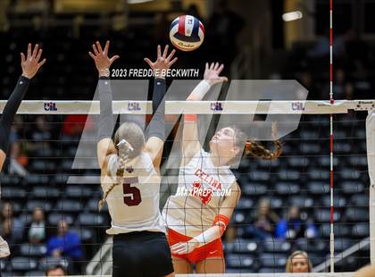 Thumbnail 1 in Davenport vs. Celina (UIL 4A Volleyball Semi-Final) photogallery.