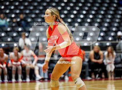 Thumbnail 1 in Davenport vs. Celina (UIL 4A Volleyball Semi-Final) photogallery.