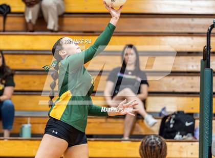 Thumbnail 3 in Western Harnett @ Pine Forest photogallery.