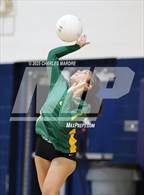 Photo from the gallery "Pine Forest @ Cape Fear"