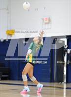 Photo from the gallery "Pine Forest @ Cape Fear"