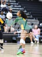 Photo from the gallery "Pine Forest @ Cape Fear"