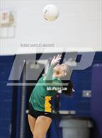 Photo from the gallery "Pine Forest @ Cape Fear"