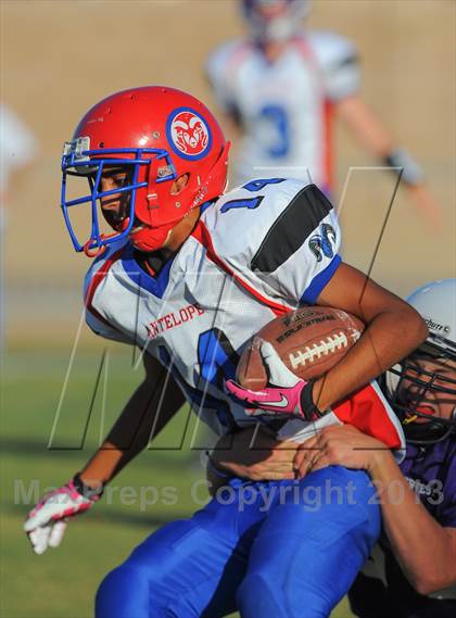 Thumbnail 1 in Antelope @ Northwest Christian photogallery.