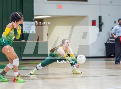 Thumbnail 2 in Jack Britt @ Pine Forest photogallery.