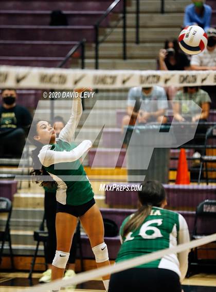 Thumbnail 1 in Basha @ Hamilton photogallery.