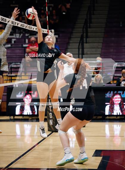 Thumbnail 3 in Basha @ Hamilton photogallery.
