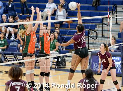 Thumbnail 2 in Mesquite @ Naaman Forrest photogallery.