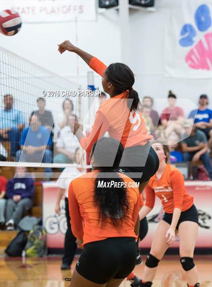 Thumbnail 1 in Mineola @ Alba-Golden photogallery.