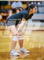 Photo from the gallery "Klein Forest @ North Shore"