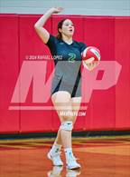 Photo from the gallery "Klein Forest @ North Shore"