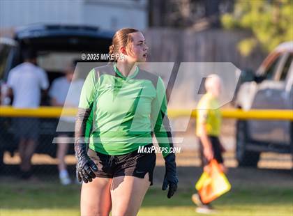 Thumbnail 2 in Western Harnett @ Pine Forest photogallery.