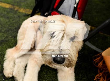 Thumbnail 2 in Torrey Pines vs. Vista (CIF SDS D1 Final) photogallery.
