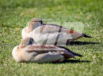 Thumbnail 1 in CIF Girls Golf Championship photogallery.