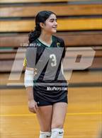 Photo from the gallery "Western Harnett @ Pine Forest"