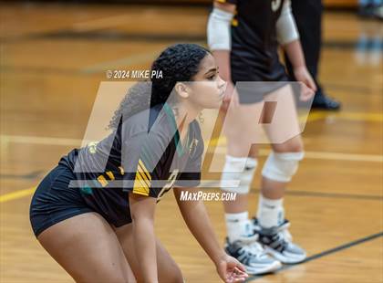 Thumbnail 3 in Western Harnett @ Pine Forest photogallery.