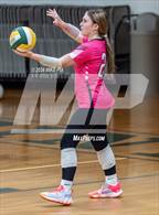 Photo from the gallery "Western Harnett @ Pine Forest"