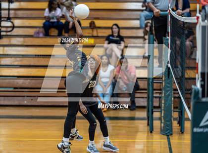 Thumbnail 2 in Western Harnett @ Pine Forest photogallery.