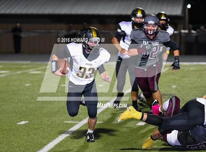 Thumbnail 1 in Chico @ Seymour photogallery.