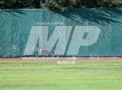 Thumbnail 3 in Casa Grande vs. St. Mary's (Boras Classic North Bracket Rd 1) photogallery.