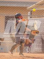 Photo from the gallery "Cholla @ Sabino"