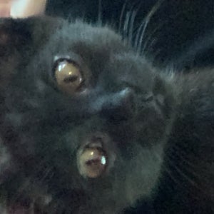 Jia Giordano mugshot