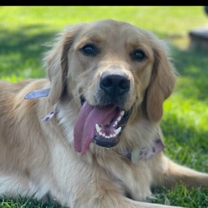 Olivia Crite mugshot