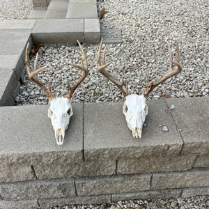 Ky Hofstetter mugshot