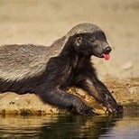 Maddox Pargin mugshot