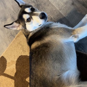 Madden Geiger mugshot