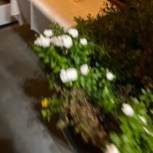 Kaleyah McGill-Finley