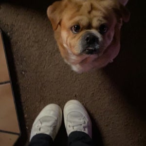 Jaleyah Sigala mugshot