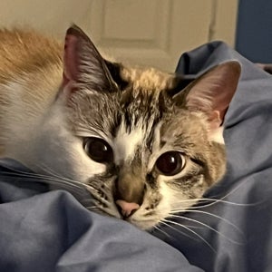 Amelia Ewharekuko