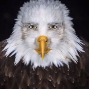 Elijah Weiner mugshot