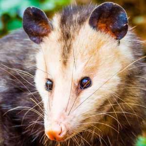 Charlie Mathews mugshot