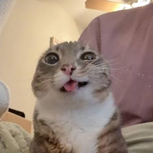 Braden Knipp mugshot