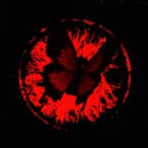 Tristan Orsini mugshot