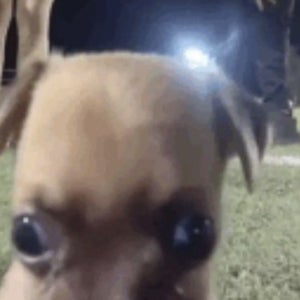 Maddox Phung mugshot