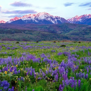 Cassia Gorczyca mugshot