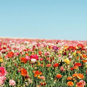 Isabella Ramirez mugshot