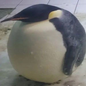 Donovan Vences mugshot