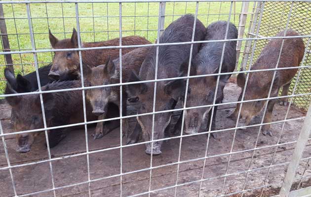The hogs being removed from the football field.
