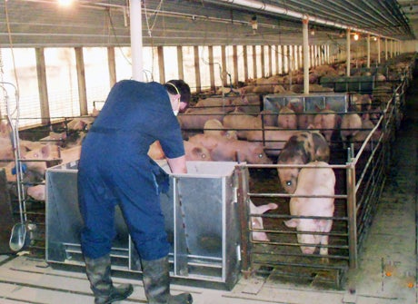 Nathan Bazata working his family's pig farm.
