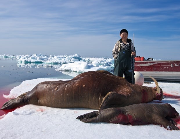 Hunting walrus and whales is a way of life on St. Lawrence Island. Wallace, shown here on an ice shelf after a successful walrus hunt, went on his first whale hunt as a seven-year old.