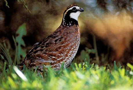 A Bobwhite is a bird, and it's also a man's name. Bellows Free Academy went with the man's name as its motivation for adopting the mascot name.