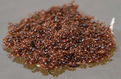 Ants can ruin more than just a picnic, like a South Carolina football game.