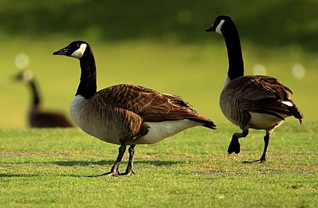 A flock of geese left a deluge of "presents" on a North Carolina field, causing the game to be changed.