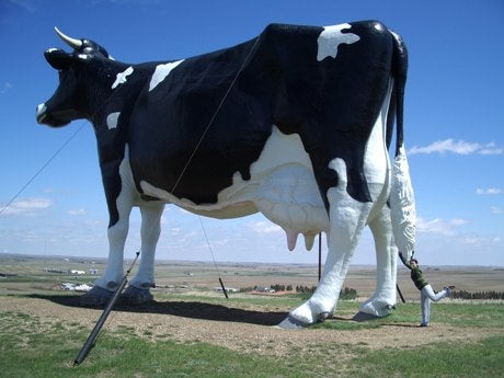 Maxpreps Mascot Mondays: The New Salem Holsteins