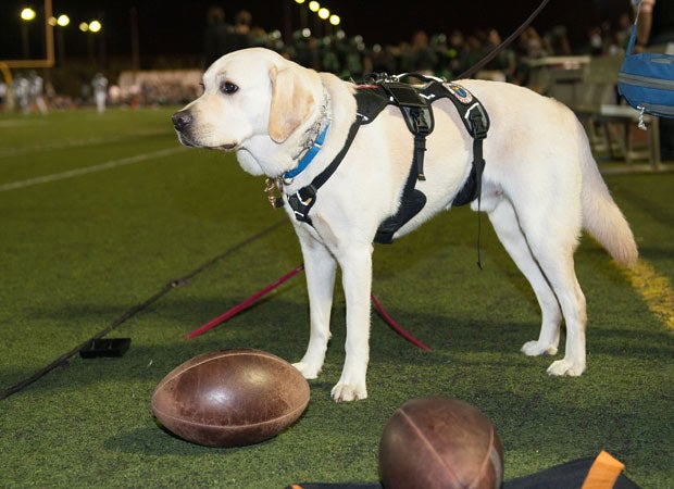 Astro watches the action on the field during a recent game.